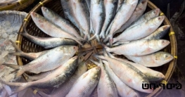 দূষণ, বৃষ্টি কম ও জলবায়ু পরিবর্তন: সাগরে মিলছে না ইলিশ দূষণ, বৃষ্টি কম ও জলবায়ু পরিবর্তন: সাগরে মিলছে না ইলিশ